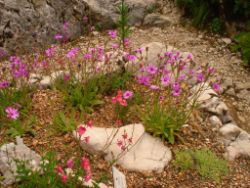 2013-08-18_Regina-F-Rau_Schachen_Blumen  (161).JPG